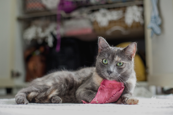 peaches the cat cat bib