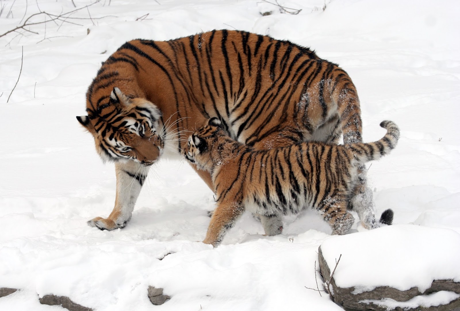 Mammals Animals: Panthera tigris altaica 13 - Buffalo Zoo