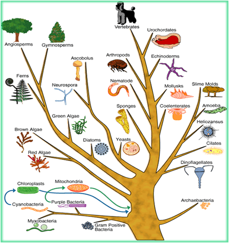 Филогенетическое дерево. Древо жизни Эволюция. Эволюционное Древо жизни биология. Филогенетическое дерево животных. Схема эволюционного древа