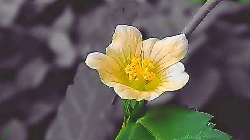 bunga unik