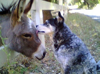 teaching an old dog new tricks teaching an old dog new tricks