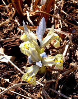 katharine hodgkin iris reticulata kevätkurjenmiekka