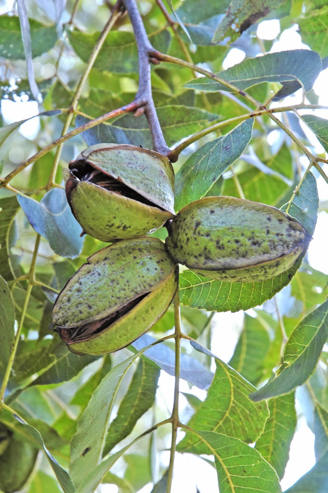Northern Pecans Pecan cultivars ripening by October 21
