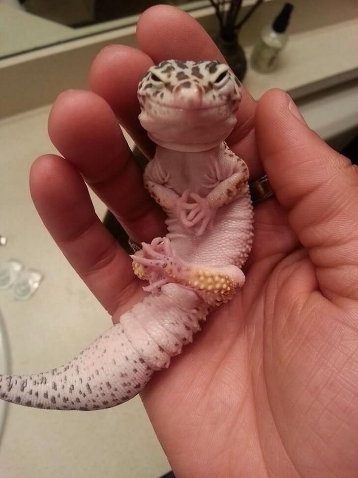 26 Adorable Pictures Of Angry Animals