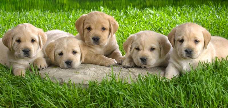 national puppy day 2017 happy national puppy day images 2017 with quotes and sayings happy national puppy national puppy day 2017 happy national puppy day images 2017 with quotes and sayings happy national puppy