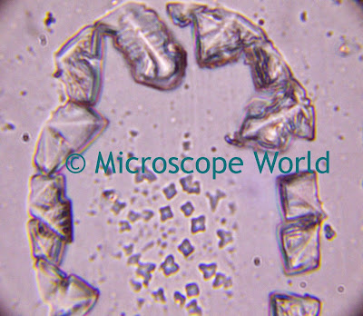 Bacillus bacteria captured under the microscope