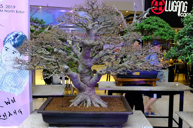 Chinese elm bonsai