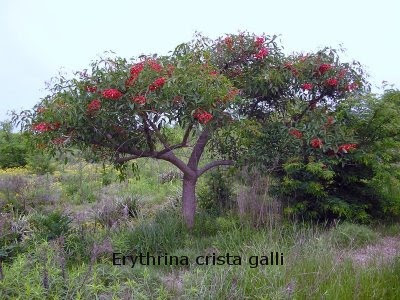 Seibo Erythrina crista-galli