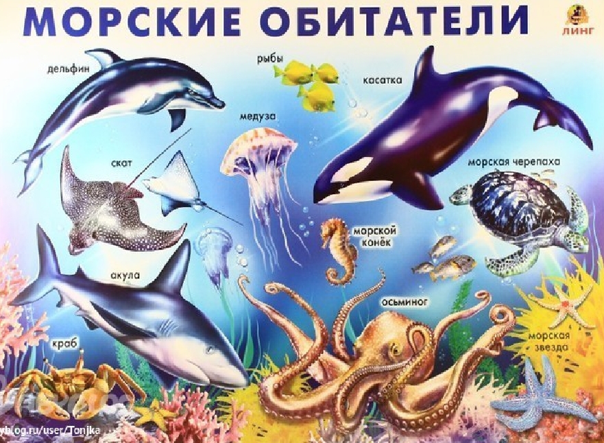 Обитатели морей названия