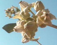 Arka flowers Arka flowers