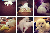 InstaEmbedder widget for Instagram photo stream