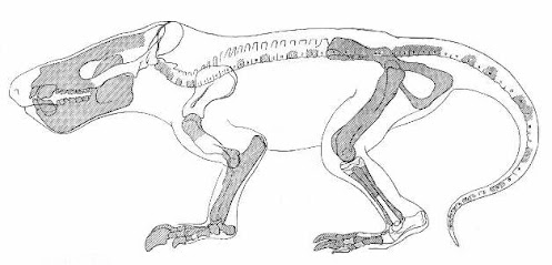 restos de Psittacotherium