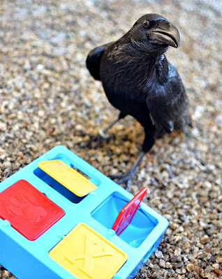 Outward Hound raven problem solving treat spinner