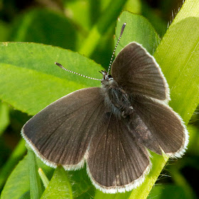 Butterfly, Small Blue, Cupido minimus. Female.  Hutchinson's Bank, 14 June 2012.