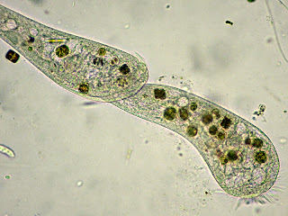 Il Microscopio