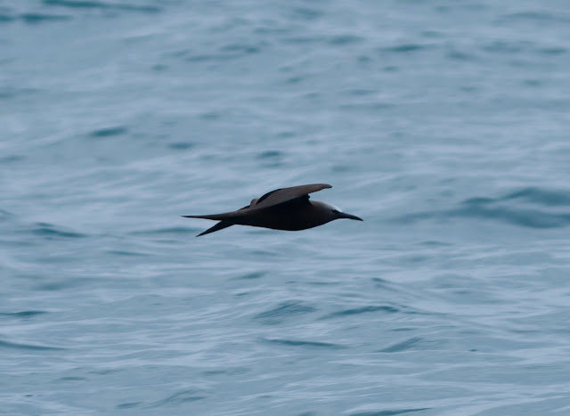 Brown Noddy - Dry Tortugas, Florida Brown Noddy - Dry Tortugas, Florida