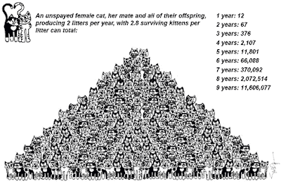 Cat population pyramid