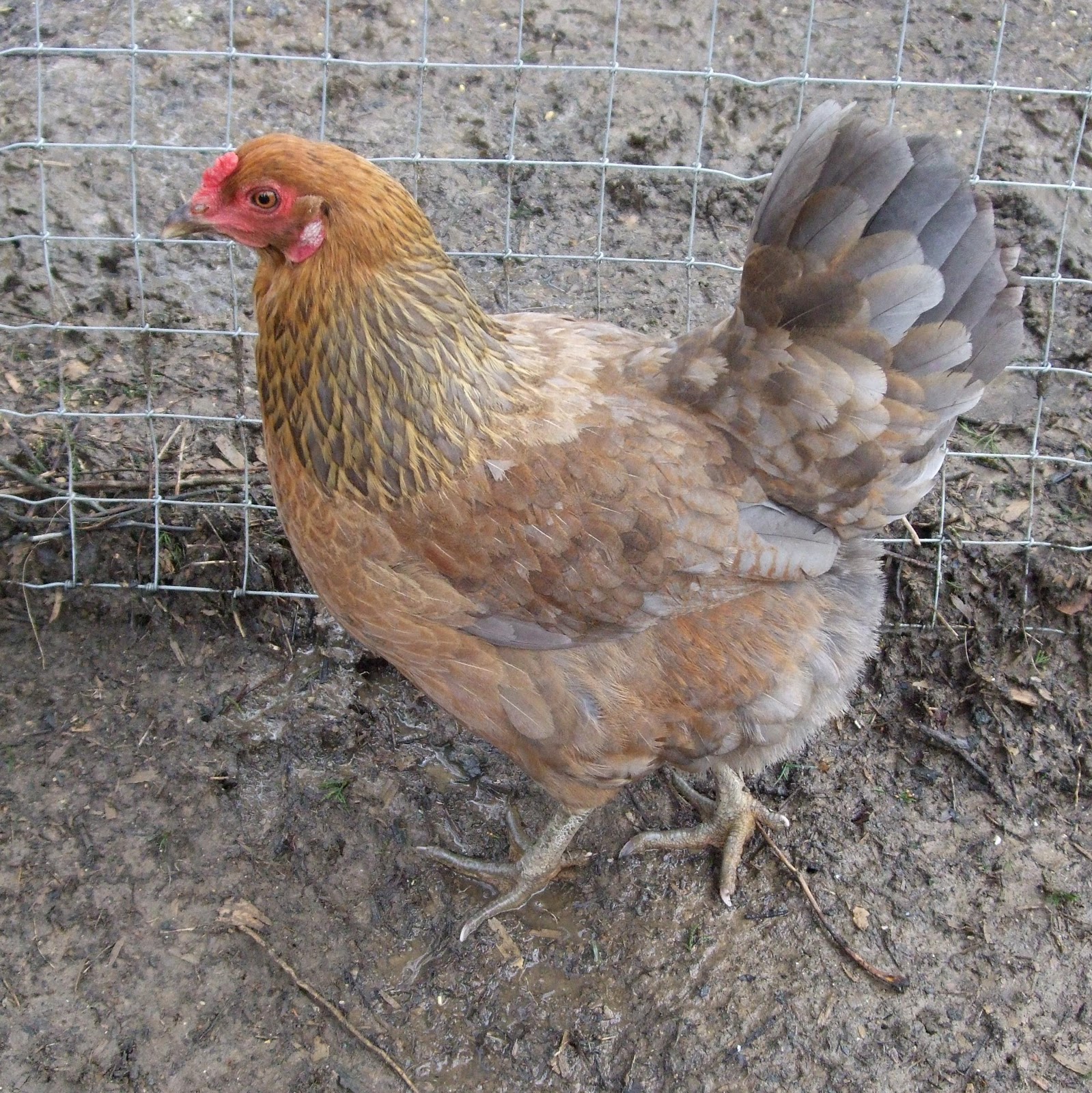 Pam's Backyard Chickens: Easter Egger Chicken - Breed Spotlight