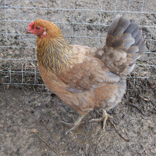 Pam's Backyard Chickens Easter Egger Chicken Breed Spotlight