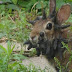 A man spotted a Rabbit with horns growing on its face