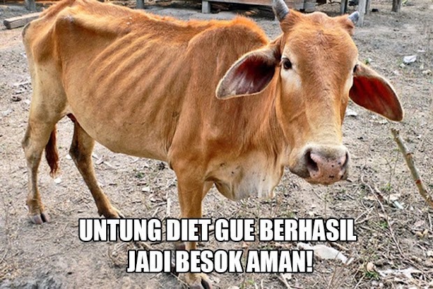 76 Gambar Gambar Meme Idul Adha Paling Bagus 76 Gambar Gambar Meme Idul Adha Paling Bagus
