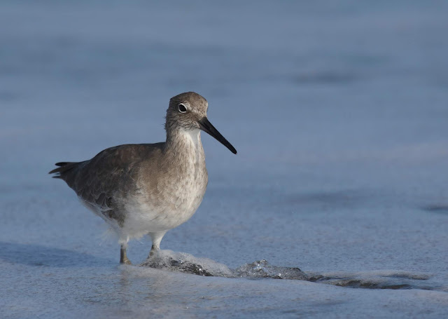 Willet at Imperial Beach, California