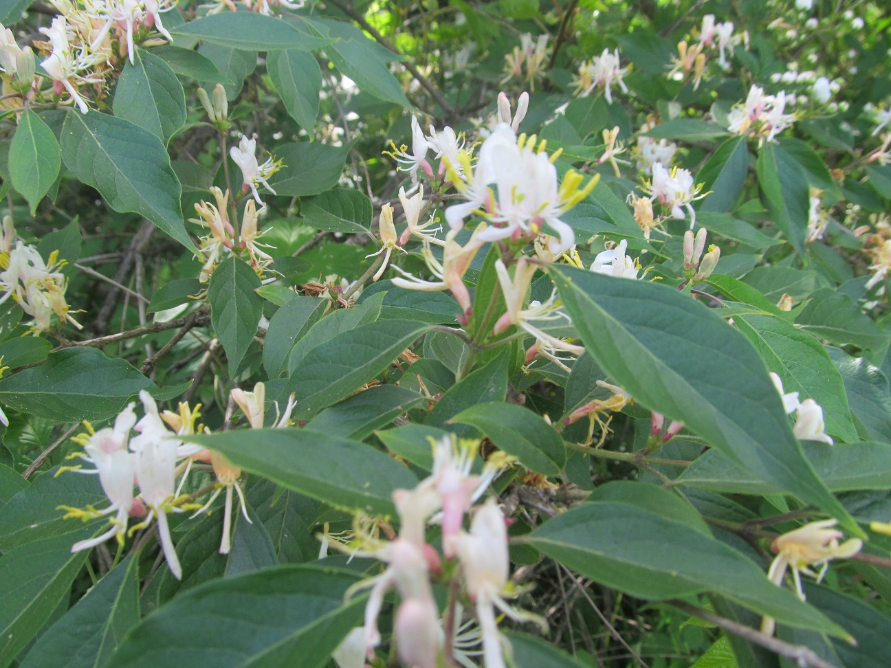 LL Farm Jasmine or Honeysuckle