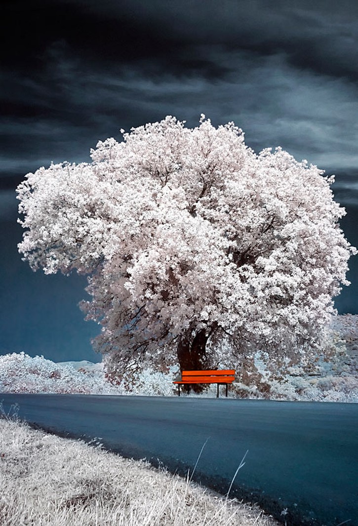 Beautiful and Mind Blowing Tree Pictures from Around the World