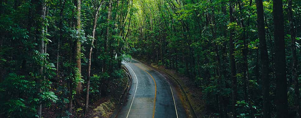 Travel Blog - Bilar Man-Made Forest, Bilar, Philippines Travel Destination - Bilar Man-Made Forest, Bilar, Philippines