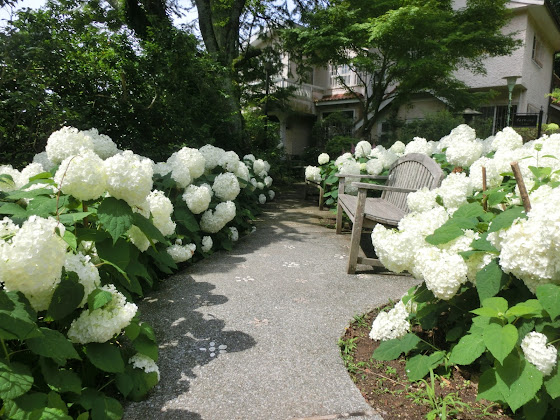 石窯ガーデンテラス前に咲くアナベル 鎌倉浄妙寺の白い紫陽花