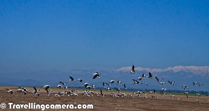 During recent trip to Pong Water reservoir in Himachal Pradesh, we saw lot of flocks of Bar Headed Goose and they were almost every-time around us because the huge migration count in this region. This Photo Journey is purely dedicated to Bar headed Goose, which had top count during Bird Counting activity during Jan 2012At Pong, Bar Headed Goose can be seen in flocks of hundreds to thousands. Above Photograph shows some of the birds from a huge flock, which was flying from east to west with Snow Covered Dhaulandhar Mountain Ranges in the background. During this trip, Bar Headed Goose were most encountered birds and during the second I was able to recognize the sound among the various other bird sounds near Pong LakeAt Pong Bar Headed Goose can either be seen around green fields where they graze on short grass OR near water, either floating and socializing :) . Bar Headed Goose have been reported as migrating south from Tibet, Kazakhstan, Mongolia and Russia before crossing the Himalaya.The Bar-headed Goose is thought to be one of the world's highest flying birds and having been heard flying across Mount Makalu, which is 5th highest mountain on earth at 8500 metres. Apparently Bar Headed Goose are seen over Mount Everest (8848 metres, although this is a second hand report with no verification).Flying Bar Headed Goose in front of Trans-Himalayan Ranges of Dhauladhar with fresh snow of Winters !Incredibly demanding migration has long puzzled physiologists and naturalists: 'there must be a good explanation for why the birds fly to the extreme altitudes, particularly since there are passes through the Himalaya at lower altitudes, and which are used by other migrating bird species