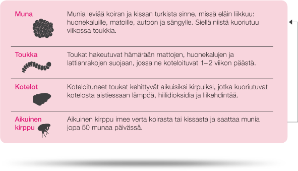 paras imeä munaa