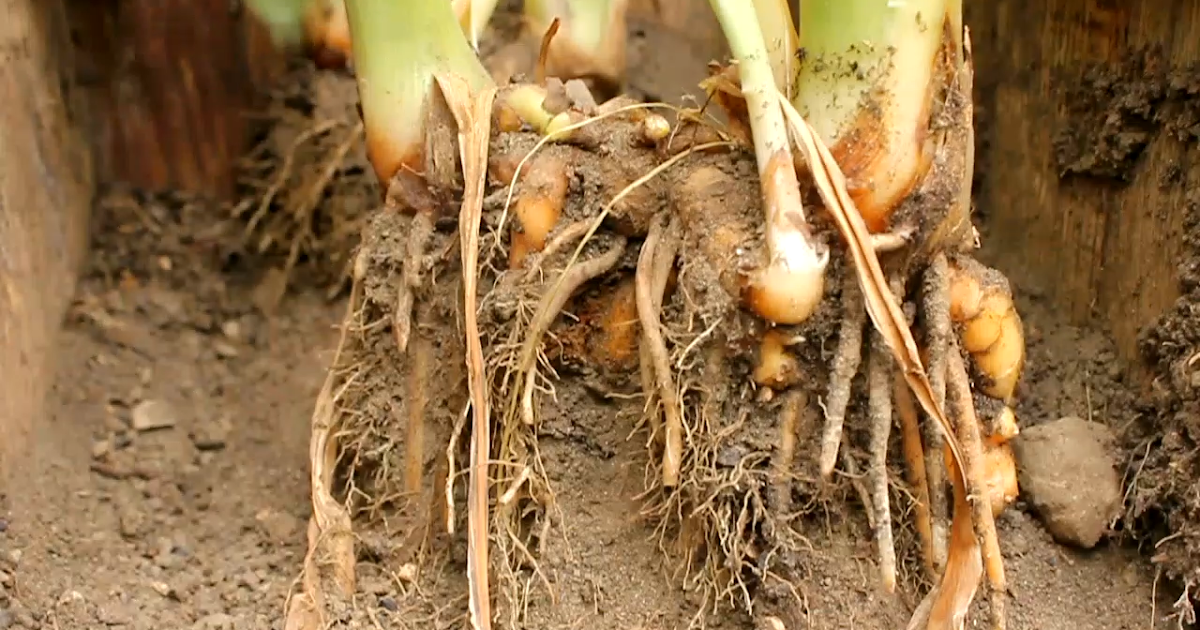 How to grow your own organic turmeric and ginger in a cold climate for