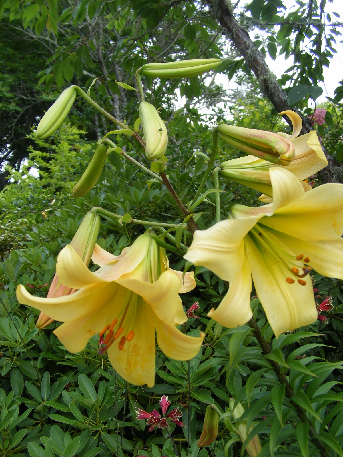 Dursley Garden Wairarapa, NEW ZEALAND Lilies
