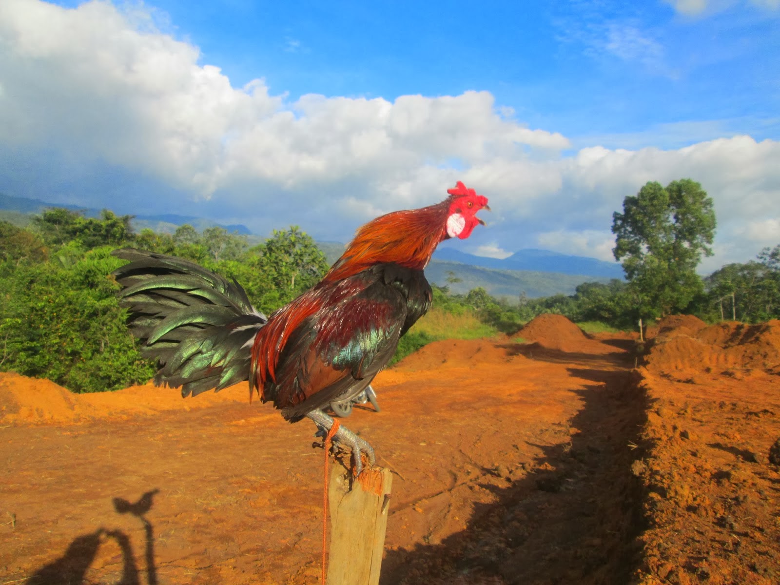 Pemikat Ayam Hutan  Sumatera Cara  Membuat dan  Melatih Ayam 