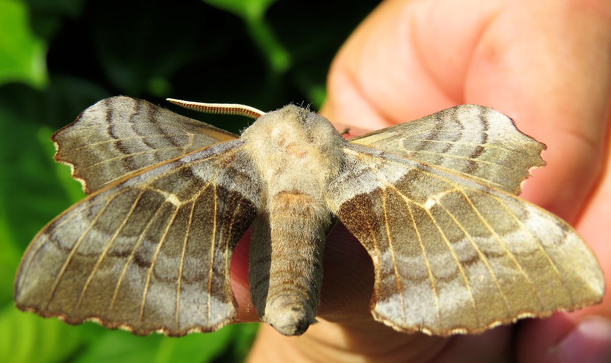 The Natural Stone Moths & Strawberry Seed Beetle