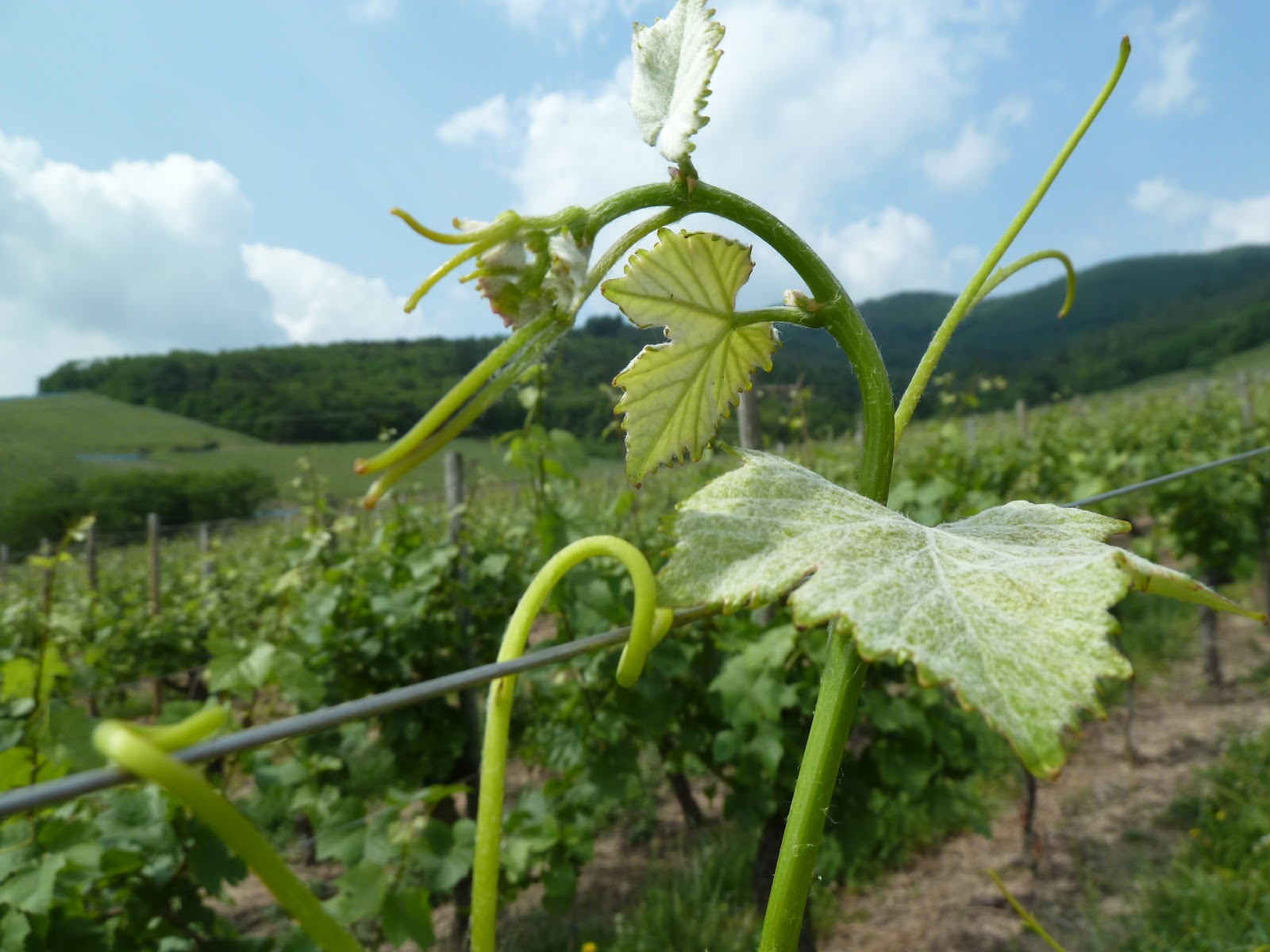 Les vins d'Alsace Florian, Yvette et Michel BeckHartweg les vrilles de la vigne