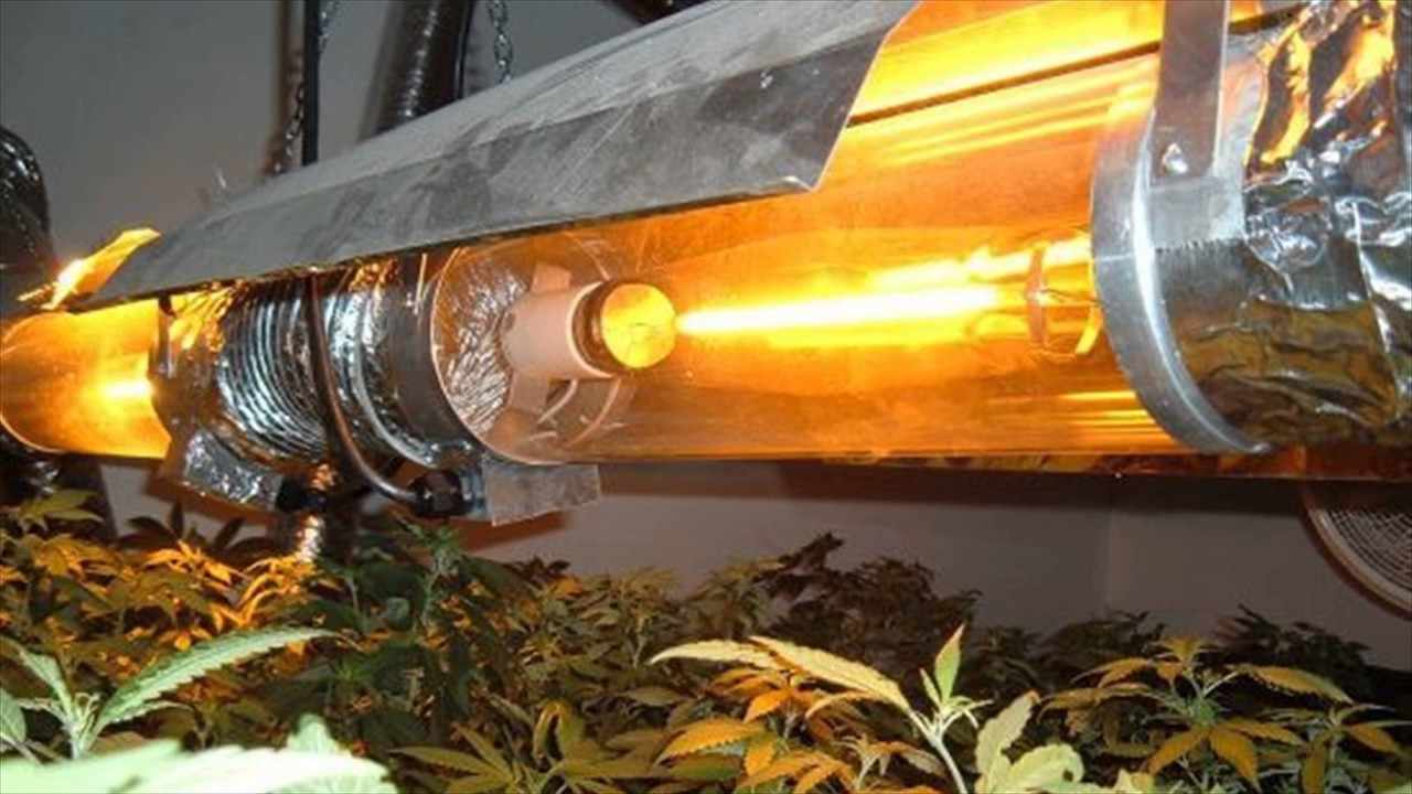 LED vs. HPS Which Grow Lights Are Much Better In All The Ways?