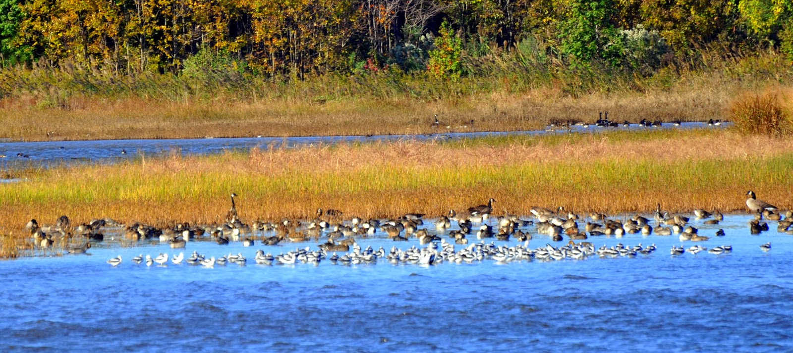 MidAtlantic DayTrips Going to the Birds in Bombay Hook