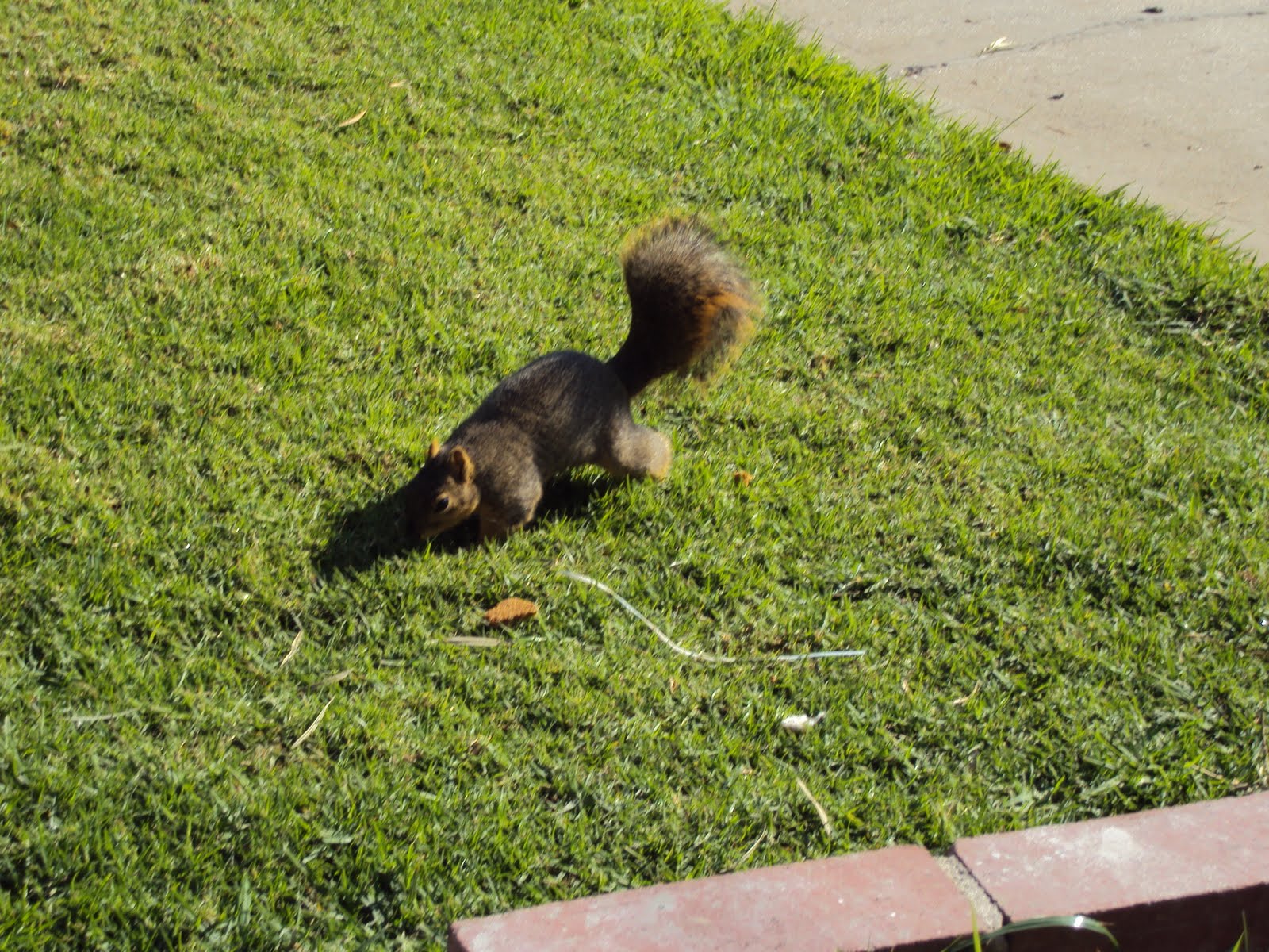 All City Animal Trapping Los Angeles & Orange County Animal Trapping