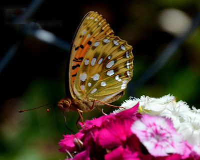 Garten, Natur, Insekten, Nützlinge Garten, Natur, Insekten, Nützlinge, natur, pryfed, organebau llesol, Garden, thiên nhiên, côn trùng, sinh vật có lợi, Tuin, natuur, insekte, voordelige