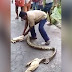 Stomach-churning video shows man squeezing goat out of a snake!