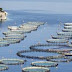 Περιφ.Ηπείρου:Ενημερωτική Ημερίδα για Υδατοκαλλιέργειες, Μεταποίηση και Αλιευτικού Τομέα του ΕΠΑΛΘ 2014-2020