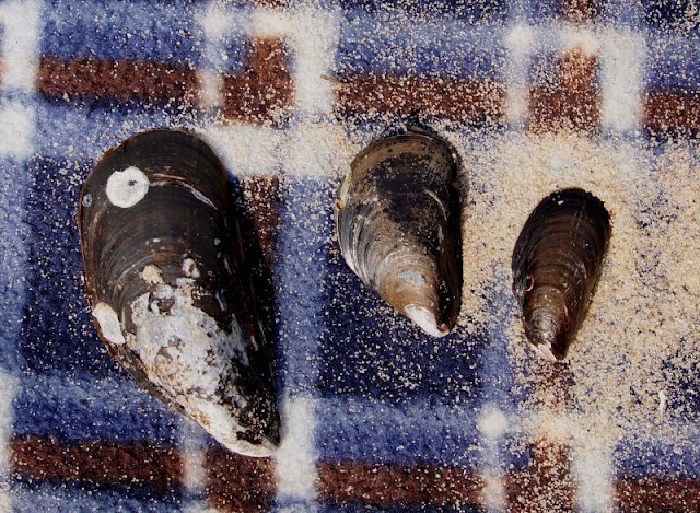 So macht Lernen Spaß: Ein Picknick mit Zahlenkeksen am Strand. Auch Muscheln zählt unser Vierjähriger Junge gern.