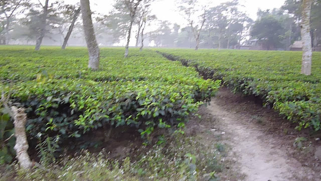 Kumlai Tea Garden Dooars