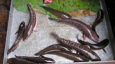 pakan ikan gabus agar cepat besar, ternak ikan gabus dalam drum, bibit ikan gabus, pakan alami ikan gabus, makanan ikan gabus peliharaan, pakan ikan gabus agar cepat besar, ternak ikan gabus dalam drum, bibit ikan gabus, pakan alami ikan gabus, makanan ikan gabus peliharaan,