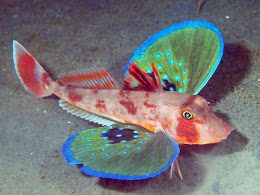 Red Gurnard