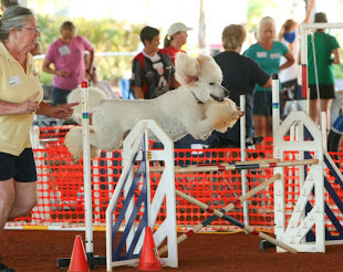 thomas at November 2011 AKC Agility Trial in Standard Class