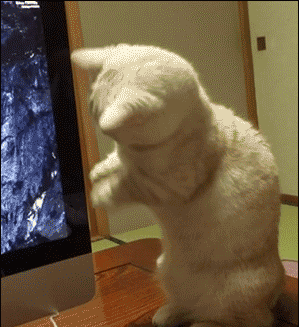 tumblr_odfn2kKp7n1us2fiio1_400.gif
