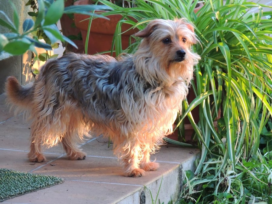 CHIQUI EN LA ACTUALIDAD